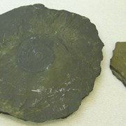 Cover image of Trilobite, Ammonite Fossil